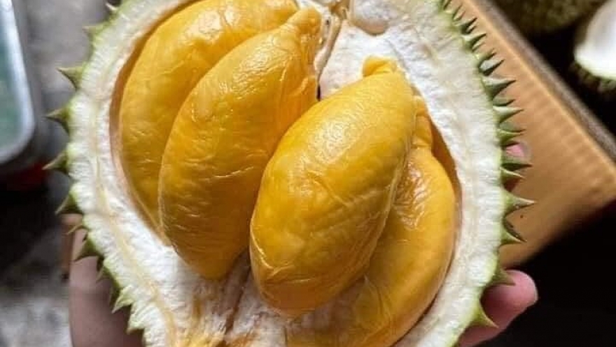 Sầu riêng giá rẻ bất ngờ, dân ăn thoải mái